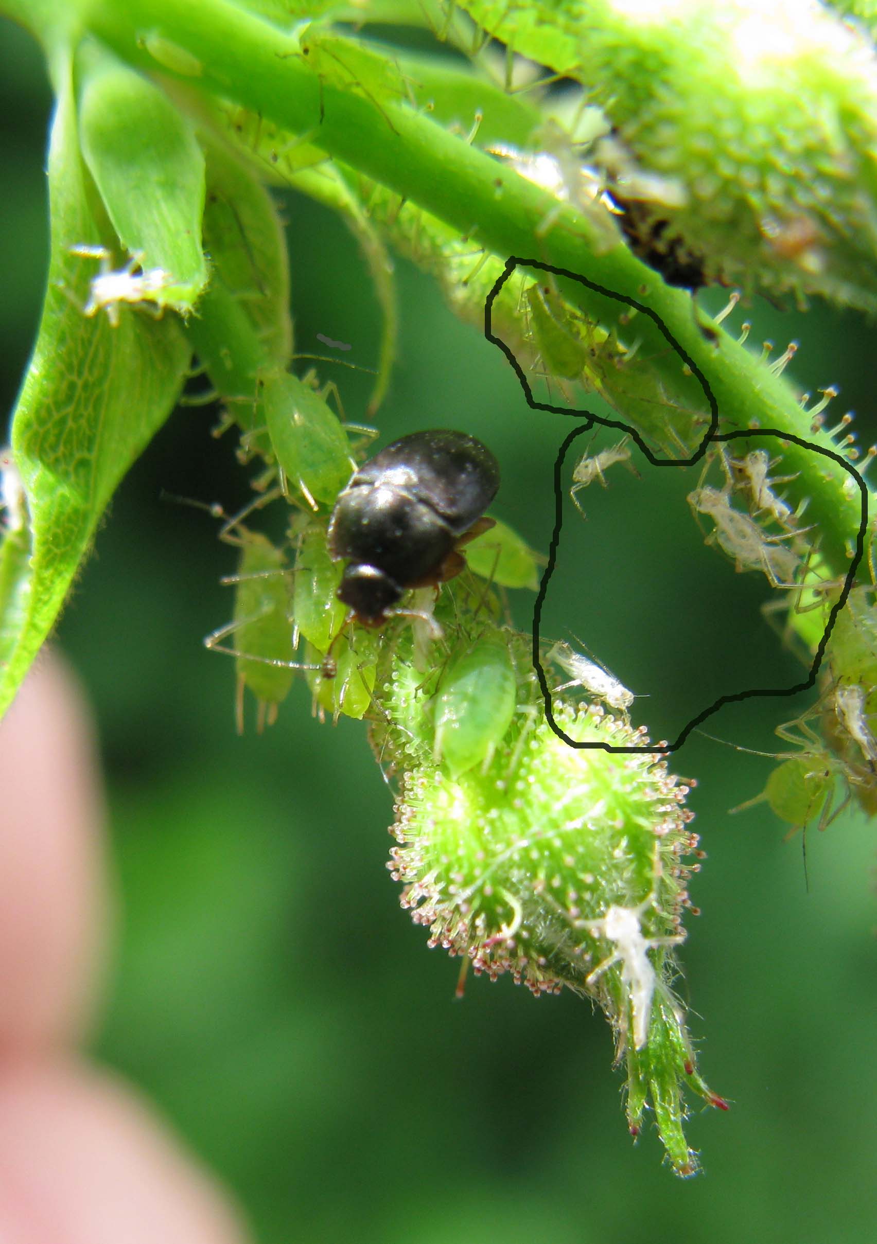 piccoli insetti da identificare